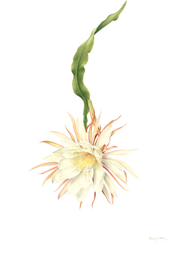 Artwork of Epiphyllum oxypetalum 'Queen of the Night' by Beverly Allen