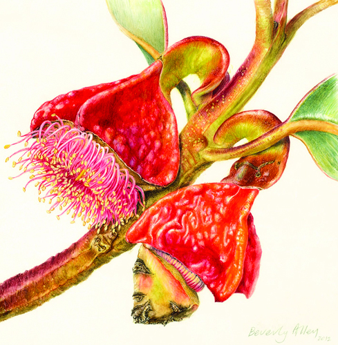 Artwork of Eucalyptus tetraptera by Beverly Allen