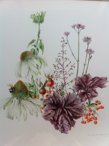 Artwork of Echinacea purpurea 'White Swan', Convolvulus arvensis, Pyracantha 'Golden Glow', Verbena bonariensis, Heuchera 'Palace Purple', Rosa 'Altissimo'(hips) and Bombus terrestris (Bumble Bee) 'The Duke's Garden, Autumn, Kew Gardens' by Anita Barley