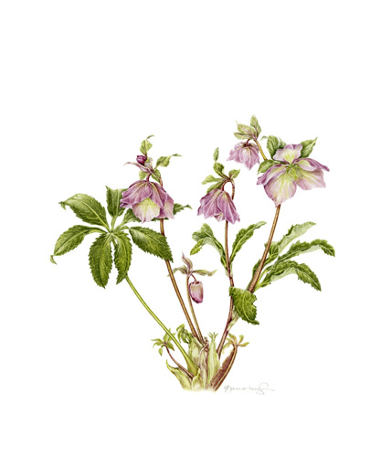 Artwork of Helleborus orientalis (H. x hybridus) 'Dark Pink' by Helen Barraclough