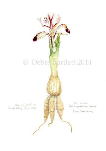 Artwork of Iris nicolai, syn. I rosenbachiana 'Varzob' by Debra Bartlett