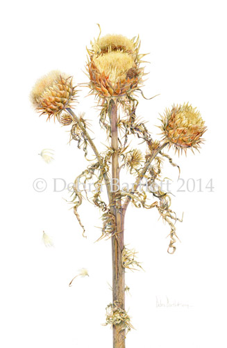 Artwork of Cynara cardunculus var. fortissima 'Artichoke Thistle' by Debra Bartlett