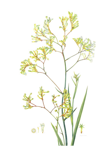 Artwork of Anigozanthus 'Bush Pioneer (Kangaroo Paw)' by Jacqueline Baxter