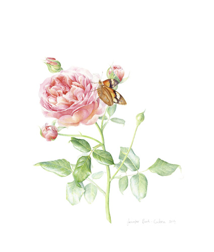 Artwork of Rosa hybrida, Heteronmyha sp. 'David Austin, Abraham Darby' by Jennifer Beck-Carlson