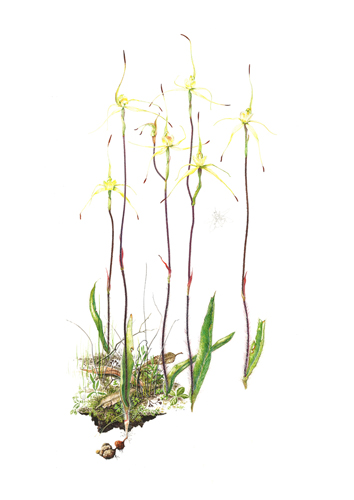 Artwork of Caladenia xanthochila 'Yellow lipped Spider-orchid' by Amanda Blake-Sutterby