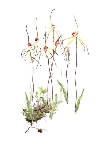 Artwork of Caladenia fulva 'Tawny Spider-orchid' by Amanda Blake-Sutterby