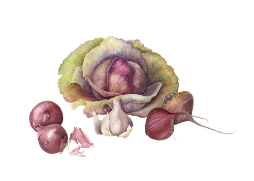 Allium cepa, Cichorium intybus, Allium sativum, Beta vulgaris 'Red Onions, Radicchio, Garlic, Beetroot' by Joanna Brownell