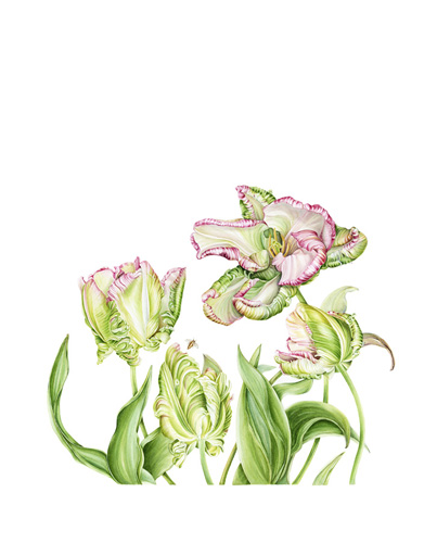 Artwork of Tulipa x hybrid (4 tulips) 'Parrot Tulip' by Helen Y. Burrows