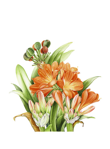 Artwork of Clivia interspecific hybrid 'Orange form' by Helen Y. Burrows