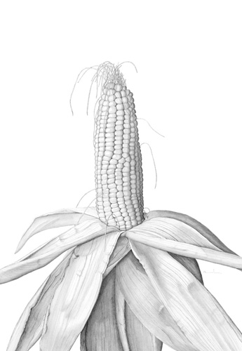 Artwork of Zea mays 'Corn' by Andrew Carr