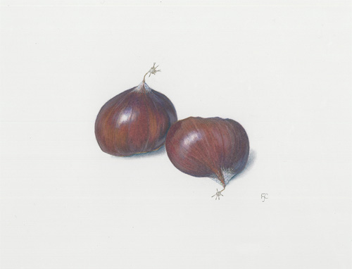 Artwork of Castanea sativa 'Sweet chestnut' by Fiona Clarke