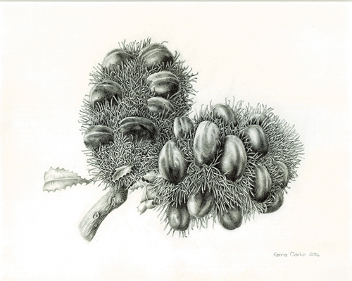 Artwork of Banksia lehmanniana by Kerrie Clarke