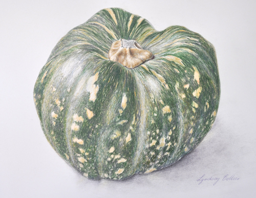 Artwork of Cucurbita maxima 'Jap' by Lyndsay Collier