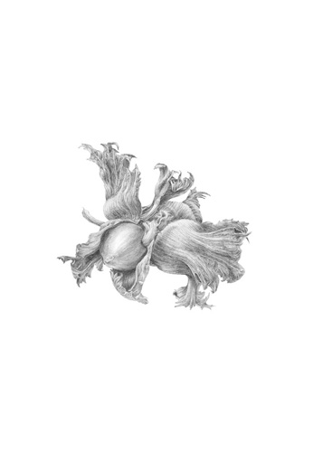 Artwork of Corylus avellana by Simon Deere