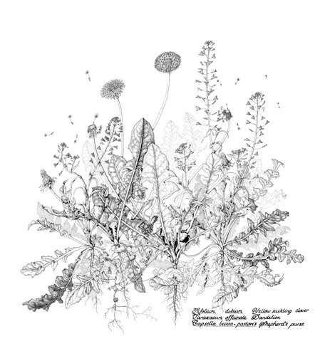 Artwork of Trifolium dubium, Taraxacum officinale, Capsella bursa-pastoris 'Weeds' by Pauline Dewar