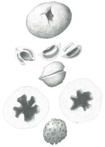 Artwork of Plesiocapparis prisca, Penreune clarkei, Penteune trahyclinius, Spondylostrolous smythii 'Miocene Seed Pod Fossils' by Pauline Dewar
