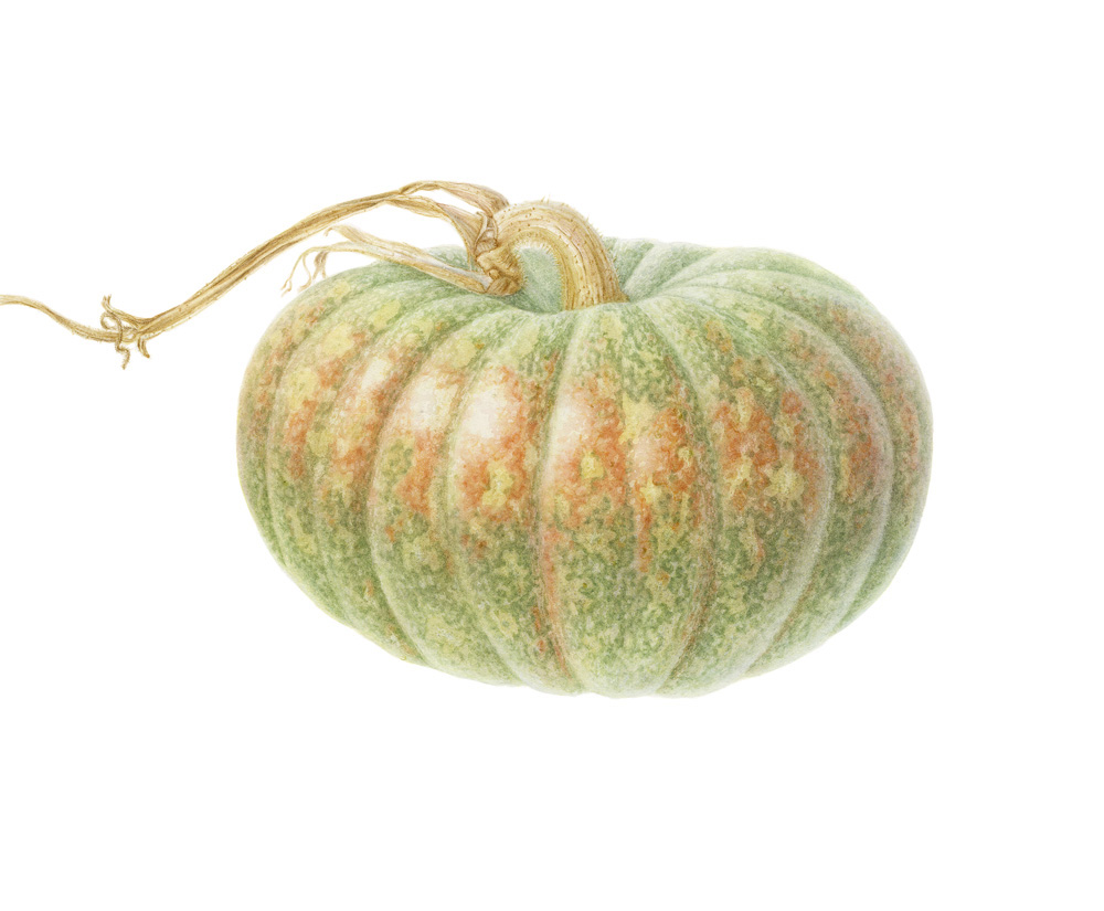 Artwork of Cucurbita maxima 'Bohemian Pumpkin' by Rosemary Donnelly