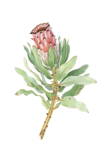 Artwork of Protea x laurifolia 'Grey Leaf Sugar Bush' by Rosemary Donnelly