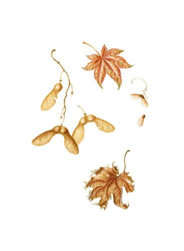 Artwork of Acer palmatum, Acer pseudoplatanus 'Leopoldii', Acer japonicum 'Maples'  by Rosemary Donnelly