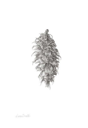 Artwork of Pseudotsuga menziesii 'Douglas Fir Pine Cone' by Liene Drulle
