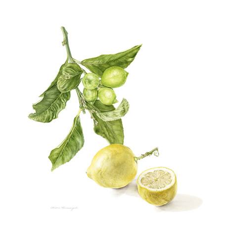 Artwork of Citrus x Limon 'Garey's Eureka' by Alison Gianangeli