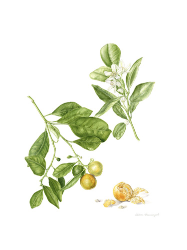 Artwork of Citrus japonica 'Cumquat' by Alison Gianangeli