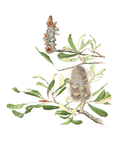 Artwork of Banksia serrata by Anne Gibson