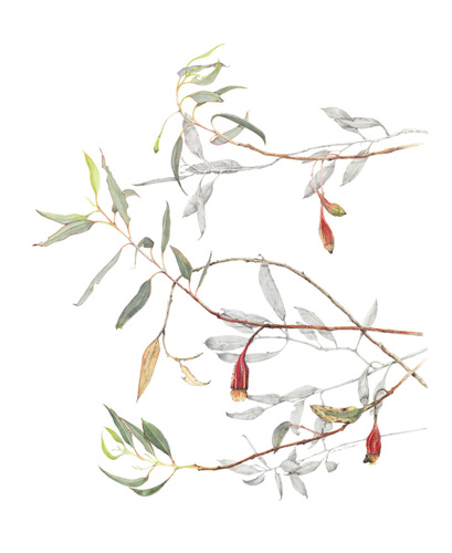 Artwork of Eucalyptus forrestiana by Anne Gibson