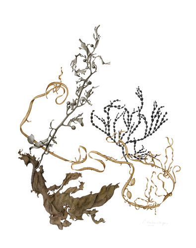 Artwork of Ecklonia radiata, Hormosira banksii, Phyllospora comosa, Sargassum sp. 'Seaweeds' by Pam Habersberger