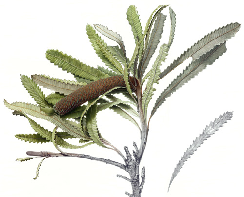 Artwork of Banksia serrata by Anne Hayes