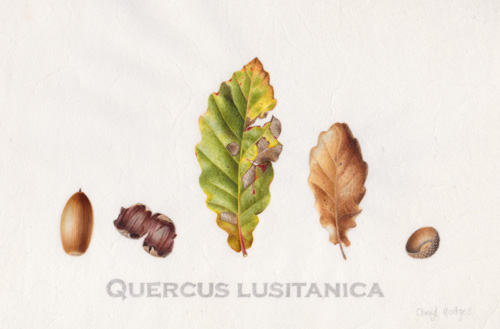 Artwork of Quercus lusitanica by Cheryl Hodges