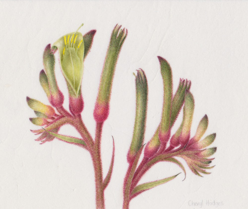 Artwork of Anigozanthos manglesii by Cheryl Hodges