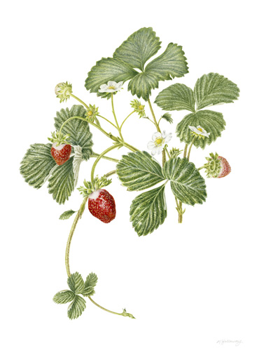 Artwork of Fragaria ananassa 'Alinta' by Margaret Holloway