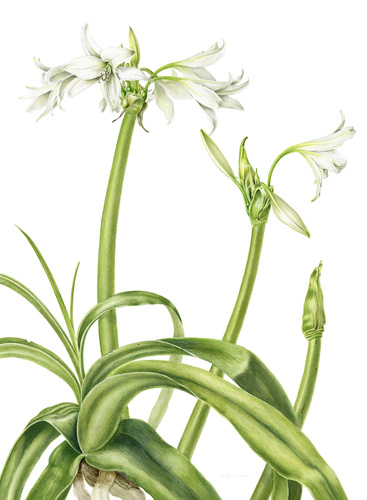 Artwork of Crinum powellii 'Album' by Margaret Holloway