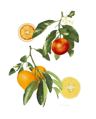Artwork of Citrus x sinensis + Citrus aurantium 'Blood Orange + Seville Orange' by Annie Hughes