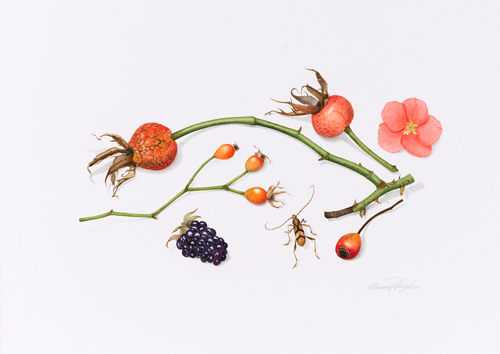 Artwork of Rose hips, Rubus fruticosus, Chaenomeles japonica, + Aridaesus horacicus 'Rose Hips, Blackberry, Flowering Quince, Tiger longicorn beetle' by Annie Hughes
