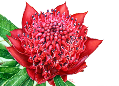 Artwork of Telopea speciosissima 'NSW Waratah single Bloom' by Kerriann Indorato