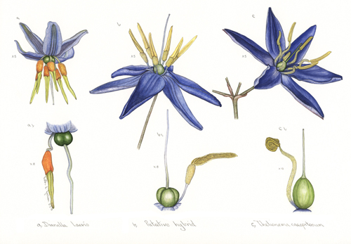 Artwork of Dianella laevis, Thelionema caespitosum 'Putative hybrid' by Ruth L. Jackson