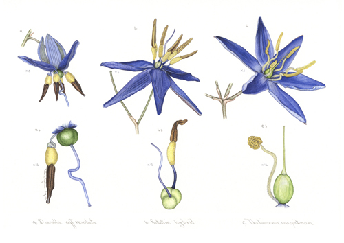Artwork of Dianella aff. revoluta, Thelionema caespitosums 'Putative hybrid' by Ruth L. Jackson