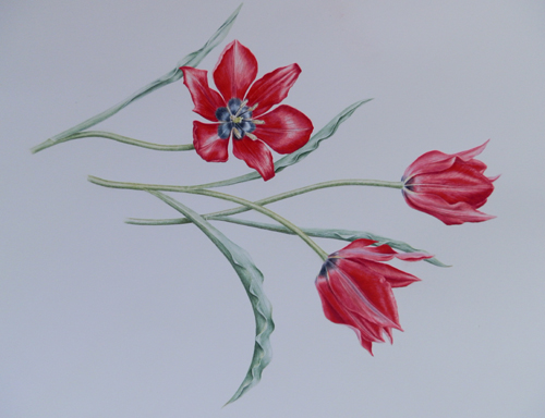 Artwork of Tulipa stapfii by Susan Jarick