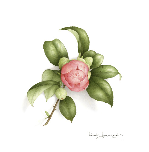 Artwork of Camellia japonica 