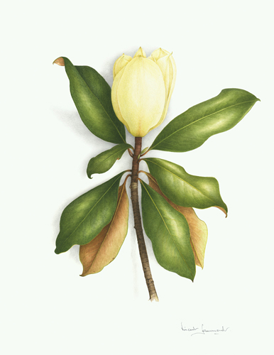 Artwork of Magnolia grandiflora by Vincent Jeannerot
