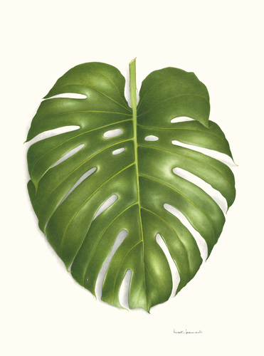 Artwork of Monstera deliciosa by Vincent Jeannerot