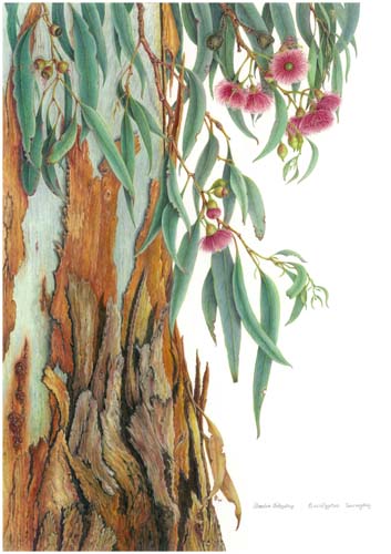 Artwork of Eucalyptus leucoxylon by Sandra Johnston