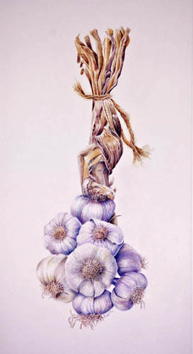 Artwork of Allium sativum 'Oriental Purple' by Elly Jolly