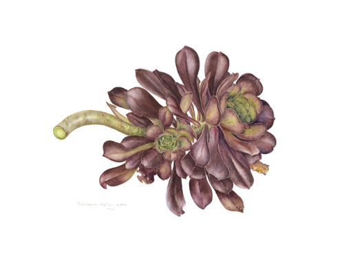 Artwork of Aeonium arboreum 'Schwarzkopf' by Barbara Kelly