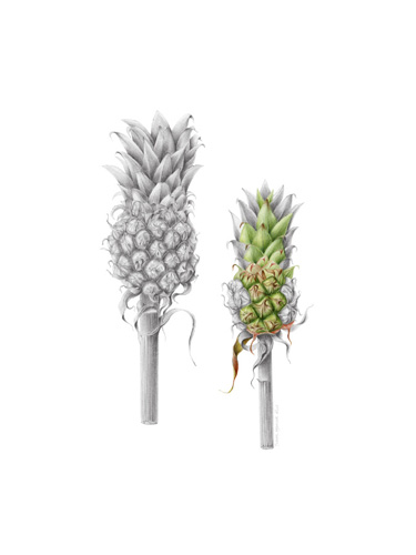 Artwork of Ananas nanus by Joanna Hyunsuk Kim