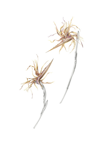 Artwork of Strelitzia reginae by Joanna Hyunsuk Kim