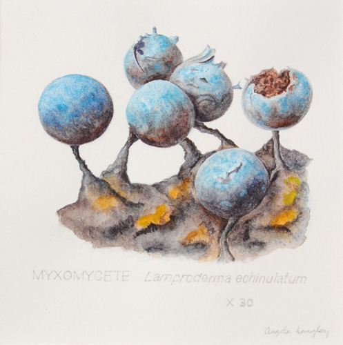 Artwork of Lamproderma echinulatum by Angela Langley