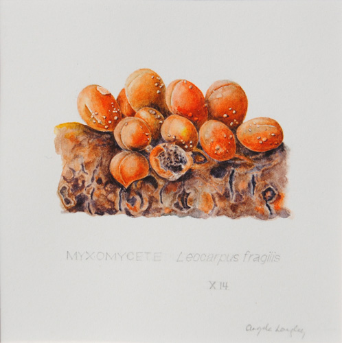 Artwork of Leocarpus fragilis by Angela Langley